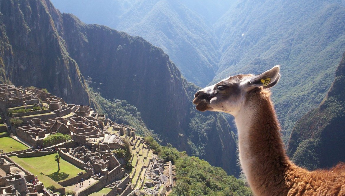 Un décor pour lamas